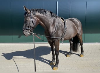 Koń wielkopolski, Klacz, 11 lat, 167 cm, Kara