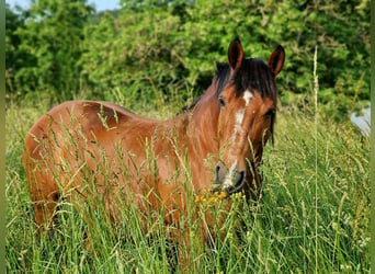 Koń wielkopolski, Klacz, 12 lat, 152 cm, Gniada