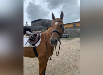 Koń wielkopolski, Klacz, 12 lat, 163 cm, Kasztanowata
