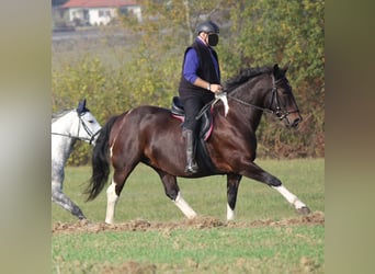 Koń wielkopolski, Klacz, 12 lat, 168 cm, Srokata