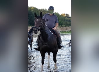 Koń wielkopolski, Klacz, 12 lat, 168 cm, Srokata