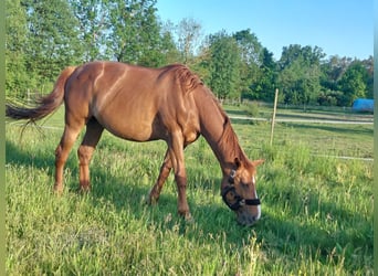 Koń wielkopolski, Klacz, 13 lat, 170 cm, Ciemnokasztanowata