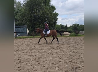 Koń wielkopolski, Klacz, 15 lat, 165 cm, Gniada