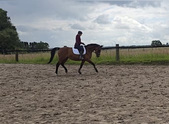 Koń wielkopolski, Klacz, 15 lat, 165 cm, Gniada