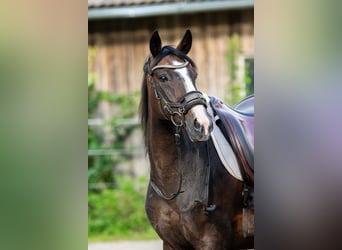 Koń wielkopolski, Klacz, 16 lat, 160 cm, Ciemnogniada