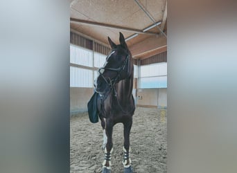 Koń wielkopolski, Klacz, 16 lat, 164 cm, Kasztanowata