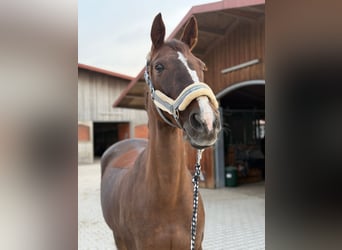 Koń wielkopolski, Klacz, 16 lat, 164 cm, Kasztanowata