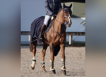 Koń wielkopolski, Klacz, 16 lat, 164 cm, Kasztanowata
