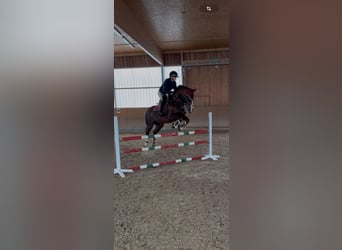 Koń wielkopolski, Klacz, 16 lat, 164 cm, Kasztanowata