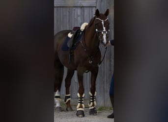 Koń wielkopolski, Klacz, 16 lat, 164 cm, Kasztanowata