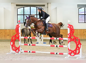 Koń wielkopolski, Klacz, 16 lat, 165 cm, Kasztanowata