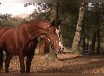 Koń wielkopolski, Klacz, 16 lat, 168 cm, Ciemnokasztanowata