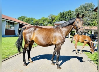 Koń wielkopolski, Klacz, 18 lat, 170 cm, Gniada