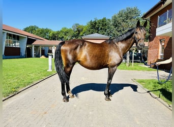 Koń wielkopolski, Klacz, 18 lat, 170 cm, Gniada