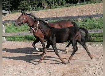 Koń wielkopolski, Klacz, 1 Rok, 138 cm, Ciemnogniada