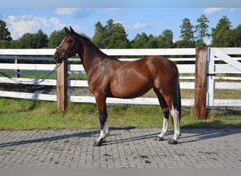 Koń wielkopolski, Klacz, 2 lat, 153 cm, Srokata