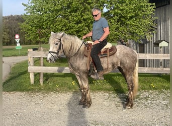 Koń wielkopolski Mix, Klacz, 3 lat, 152 cm, Siwa