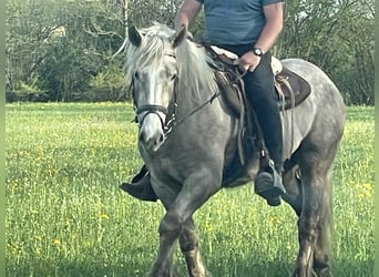 Koń wielkopolski Mix, Klacz, 3 lat, 152 cm, Siwa