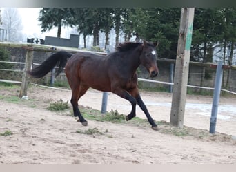 Koń wielkopolski, Klacz, 3 lat, 155 cm, Ciemnogniada
