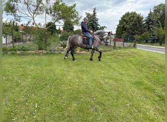 Koń wielkopolski Mix, Klacz, 3 lat, 155 cm, Siwa jabłkowita