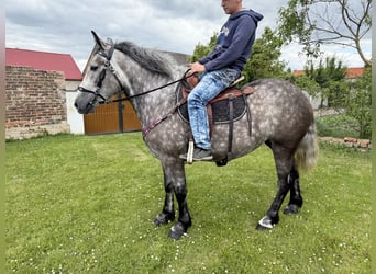 Koń wielkopolski Mix, Klacz, 3 lat, 155 cm, Siwa jabłkowita