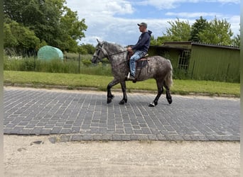 Koń wielkopolski Mix, Klacz, 3 lat, 155 cm, Siwa jabłkowita