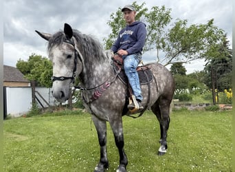 Koń wielkopolski Mix, Klacz, 3 lat, 155 cm, Siwa jabłkowita