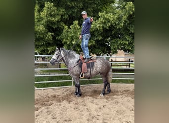 Koń wielkopolski Mix, Klacz, 3 lat, 155 cm, Siwa jabłkowita