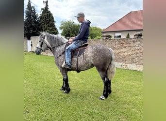 Koń wielkopolski Mix, Klacz, 3 lat, 155 cm, Siwa jabłkowita