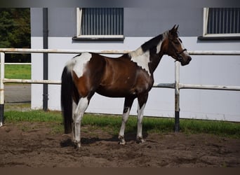 Koń wielkopolski, Klacz, 3 lat, 157 cm, Srokata