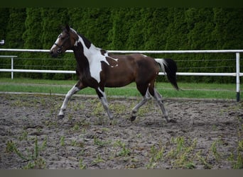 Koń wielkopolski, Klacz, 3 lat, 157 cm, Srokata