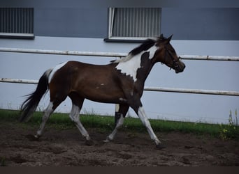 Koń wielkopolski, Klacz, 3 lat, 157 cm, Srokata