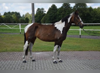 Koń wielkopolski, Klacz, 3 lat, 157 cm, Srokata