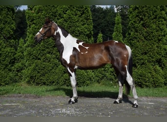 Koń wielkopolski, Klacz, 3 lat, 157 cm, Srokata