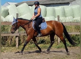 Koń wielkopolski, Klacz, 3 lat, 160 cm, Gniada