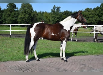 Koń wielkopolski, Klacz, 3 lat, 165 cm, Srokata