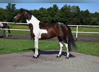 Koń wielkopolski, Klacz, 3 lat, 165 cm, Srokata