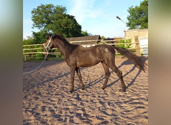 Koń wielkopolski, Klacz, 3 lat, 170 cm, Siwa