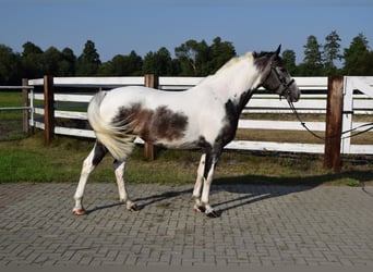 Koń wielkopolski, Klacz, 4 lat, 163 cm, Srokata