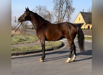 Koń wielkopolski, Klacz, 4 lat, 165 cm, Gniada
