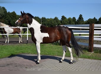 Koń wielkopolski, Klacz, 4 lat, 165 cm, Srokata