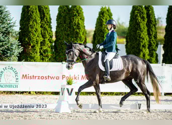 Koń wielkopolski, Klacz, 4 lat, 166 cm, Karosiwa