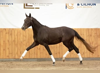 Koń wielkopolski, Klacz, 4 lat, 166 cm, Karosiwa