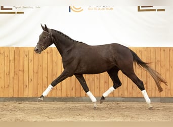 Koń wielkopolski, Klacz, 4 lat, 166 cm, Karosiwa