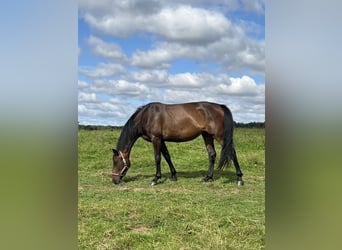 Koń wielkopolski, Klacz, 4 lat, 167 cm, Ciemnogniada