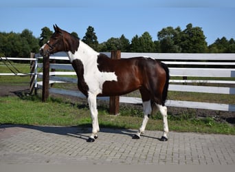 Koń wielkopolski, Klacz, 4 lat, 167 cm, Srokata