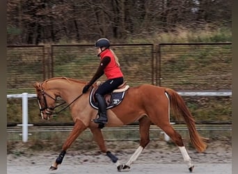 Koń wielkopolski, Klacz, 4 lat, 168 cm, Kasztanowata