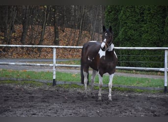 Koń wielkopolski, Klacz, 5 lat, 167 cm, Srokata