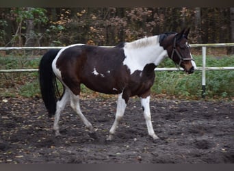 Koń wielkopolski, Klacz, 5 lat, 167 cm, Srokata