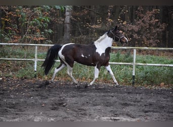 Koń wielkopolski, Klacz, 5 lat, 167 cm, Srokata